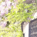 扬州旅游 缩略图 7