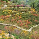 黄山旅游 缩略图 14