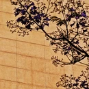 昆明旅游 缩略图 12