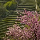 杭州旅游 缩略图 6