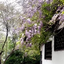 扬州旅游 缩略图 6