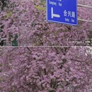 成都旅游 缩略图 16
