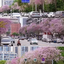 成都旅游 缩略图 18