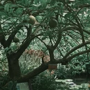 广州旅游 缩略图 14