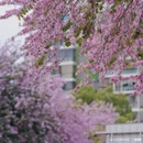 成都旅游 缩略图 5