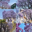 昆明旅游 缩略图 5