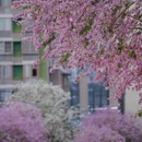 成都旅游 缩略图 7