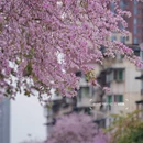 成都旅游 缩略图 4