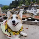 上饶旅游 缩略图 15