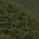 黄山旅游 缩略图 11