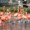 石家庄旅游 缩略图 6