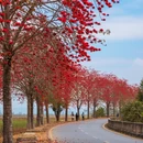 红河旅游 缩略图 9
