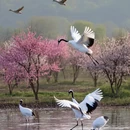 九江旅游 缩略图 4