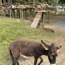 黄山旅游 缩略图 13