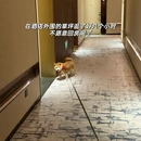 苏州旅游 缩略图 7