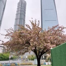 上海旅游 缩略图 9