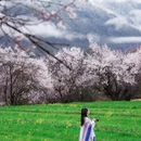 林芝旅游 缩略图 1