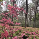 杭州旅游 缩略图 11