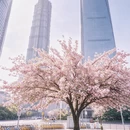 上海旅游 缩略图 5