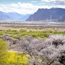 林芝旅游 缩略图 4