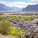林芝旅游 缩略图 18