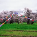 林芝旅游 缩略图 14