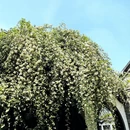 扬州旅游 缩略图 5