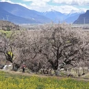 林芝旅游 缩略图 13