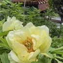 洛阳旅游 缩略图 1