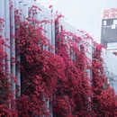成都旅游 缩略图 3