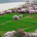 林芝旅游 缩略图 7