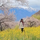 林芝旅游 缩略图 11