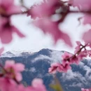 林芝旅游 缩略图 9