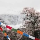 林芝旅游 缩略图 12