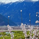 林芝旅游 缩略图 17