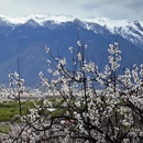 林芝旅游 缩略图 3