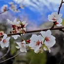 林芝旅游 缩略图 16