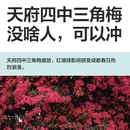 成都旅游 缩略图 13