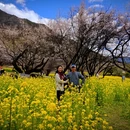 林芝旅游 缩略图 5