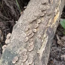 昆明旅游 缩略图 11
