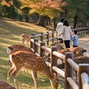 洛阳旅游 缩略图 7