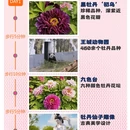 洛阳旅游 缩略图 1