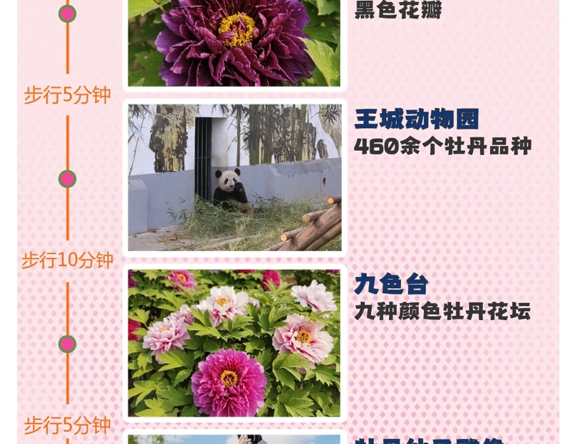 洛阳旅游 1