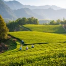 洛阳旅游 缩略图 9