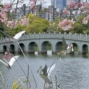 深圳旅游 缩略图 10