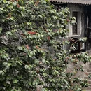 绍兴旅游 缩略图 5