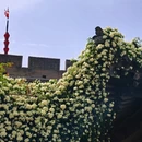 西安旅游 缩略图 5
