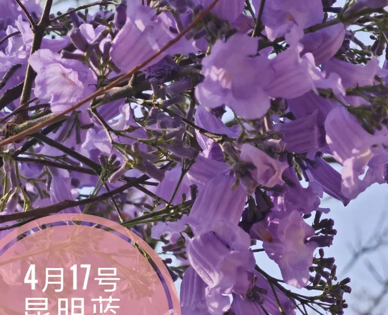 昆明旅游 1
