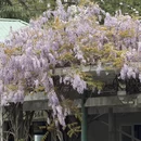 上海旅游 缩略图 6