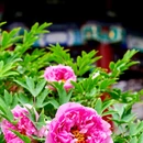 北京旅游 缩略图 4